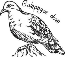 pomba de Galápagos - desenho de ilustração vetorial desenhado à mão vetor