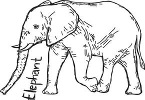 elefante - ilustração vetorial esboço desenhado à mão vetor