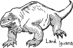 iguana terrestre - desenho de ilustração vetorial desenhado à mão vetor