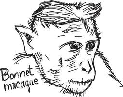 capô macaco closeup - desenho de ilustração vetorial vetor