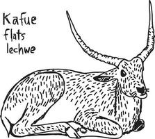 kafue flats lechwe - desenho de ilustração vetorial desenhado à mão vetor