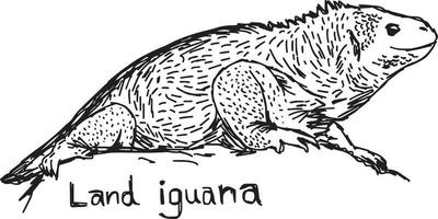 iguana terrestre - desenho de ilustração vetorial desenhado à mão vetor