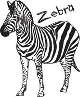 zebra - desenho de ilustração vetorial desenhado à mão vetor