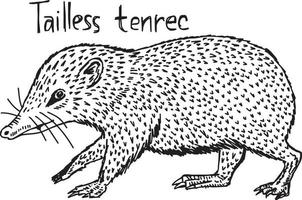 tenrec sem cauda - ilustração vetorial esboço desenhado à mão vetor