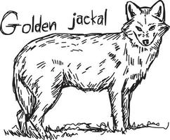 chacal dourado - desenho de ilustração vetorial desenhado à mão vetor