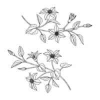 mão desenhada clematis floral ilustração. vetor