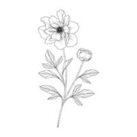 mão desenhada peônia ilustração floral. vetor