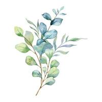 eucalipto aguarela ilustração. eucalipto vegetação mão pintado isolado em branco fundo. perfeito para Casamento convites, floral rótulos, nupcial chuveiro e floral cumprimento cartões vetor