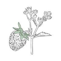 vetor ilustração, morango ramo com bagas, florescendo flores e folhagem. vintage botânico desenhando do jardim fruta plantar. botânico esboço. mão retirou, isolado em branco fundo