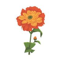 design de clip-art em cor de flor de zínia vetor