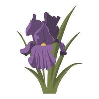 design de clip-art da cor da flor da íris vetor