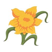 design de clip-art de flores de narciso vetor