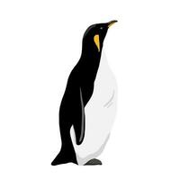 rei pinguim. plano vetor ilustração isolado em branco. polar animal