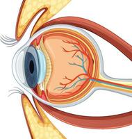 diagrama da anatomia do globo ocular humano vetor