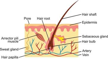 cabelo e anatomia da pele humana vetor