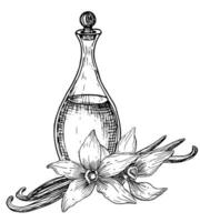 baunilha flor com vidro flacon. mão desenhado vetor ilustração do floral ingrediente e decantador dentro linha arte estilo para essencial óleo ou aroma terapia. gravado esboço do jarra com floral Gravetos.
