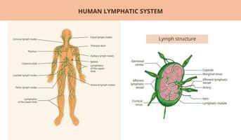 humano linfático sistema vetor