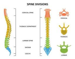anatomia coluna vertebral divisões composição vetor