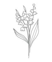 lírio do a vale linha arte. lírio do a vale esboço ilustração. pode nascimento mês flor. lírio do a vale flor esboço isolado em branco. mão pintado linha arte botânico ilustração. vetor