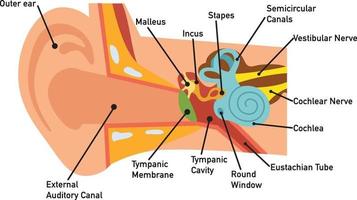 diagrama de anatomia da orelha, vetor