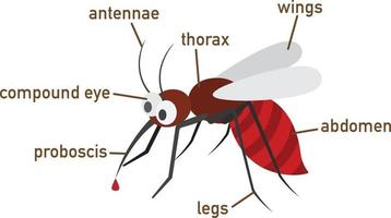 ilustração do vocabulário do mosquito, parte do corpo vetor