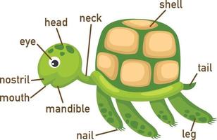ilustração do vocabulário da tartaruga, parte do corpo vetor
