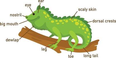 ilustração do vocabulário da iguana, parte do corpo vetor