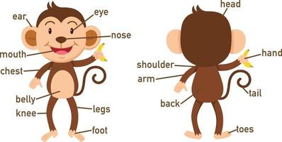 ilustração do vocabulário do macaco, parte do corpo vetor