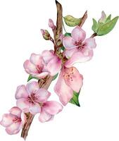 aguarela ilustração com Rosa flores do pêssego árvore isolado em branco. Flor fruta árvore, branco flor mão pintura. Projeto elemento para Casamento convite, têxtil, invólucro, cartão, pacote vetor