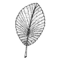 a folha de uma planta é desenhada graficamente ... eps vetor