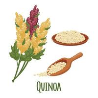 conjunto do Quinoa grãos e espigas. Quinoa plantar, Quinoa grãos dentro uma placa, colher. agricultura, comida, Projeto elementos, vetor