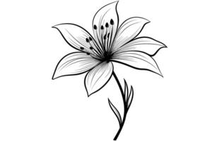 linha arte baunilha flor ilustração, baunilha flor esboço tinta vetor ilustração.