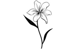 linha arte baunilha flor ilustração, baunilha flor esboço tinta vetor ilustração.