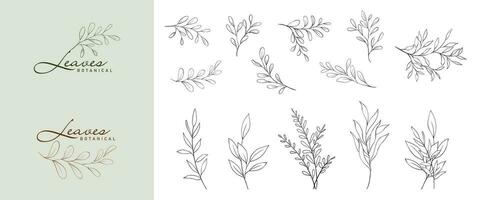 conjunto do minimalista botânico linha elegante folhas ramo vetor