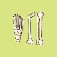 ilustração isolada do vetor do osso do pé humano