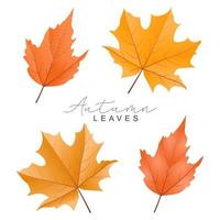 coleção de folhas de outono desenhada à mão