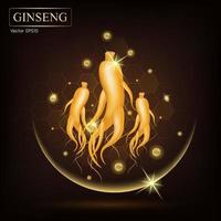 ervas tradicionais chinesas de ginseng, que usam como remédio e alimentos. vetor