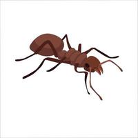 desenho de ilustração vetorial de clipart de cores de formiga