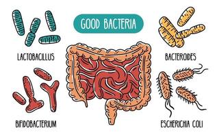 infográficos vetoriais das boas bactérias do intestino humano vetor