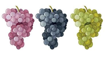 um conjunto de diferentes variedades de uvas isoladas em um fundo branco. vetor