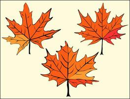conjunto do outono folhas do vermelho bordo. Canadá dia. folhas para a herbário. vermelho e amarelo bordo folhas trazer outono mais perto. outono motivo vetor