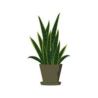 Sansevieria em vaso flor , casa plantar vetor