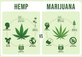 cânhamo vs maconha infográficos. cannabis folha, baixo e altura thc vetor ilustração