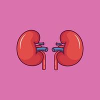 vetor de órgão renal. ilustração isolada de rim