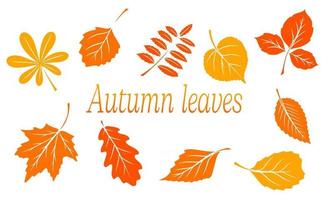 Outono folhas grande conjunto. folhas esculpidas abstratas. estilo dos desenhos animados. vetor
