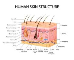 conceito de receptores sensoriais da pele vetor