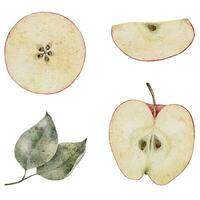 aguarela ilustração. vermelho maçã com verde folhas. fresco frutas para suco pacote, cardápio, rótulo vetor