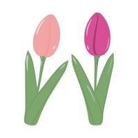 conjunto do 2 florescendo tulipa flor para ramalhete dentro na moda Rosa cores. primavera. adesivo. ícone. isolar vetor