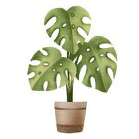 tropical, selva plantar monstera delicioso. planta de casa dentro Panela. casa flor. isolado ilustração com interior plantar. acolhedor casa vetor