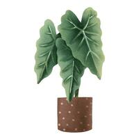 alocasia. planta de casa dentro Panela. casa flor. isolado ilustração com interior plantar. acolhedor casa vetor